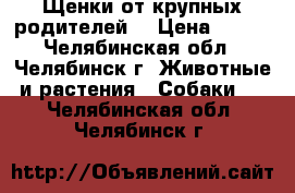 Щенки от крупных родителей. › Цена ­ 300 - Челябинская обл., Челябинск г. Животные и растения » Собаки   . Челябинская обл.,Челябинск г.